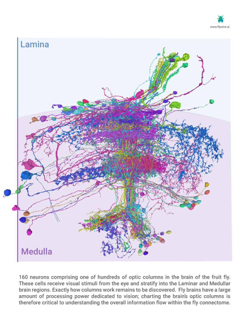 lamina, medulla, connectome, drosophila, fly brain, neuroscience