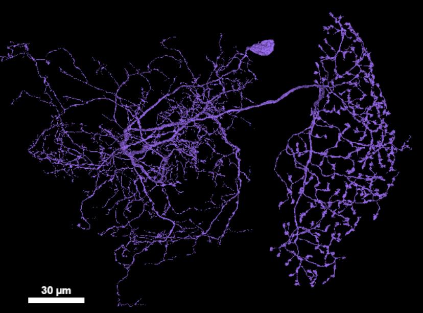 A second example of strongly polarized fly neuron, with separate primarily dendritic (left) and primarily axonal (right) arbors.