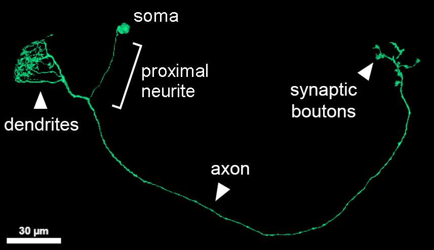 Drosophila neuron morphology with description of soma, dendrites, proximal neurite, synaptic boutons, and axon.