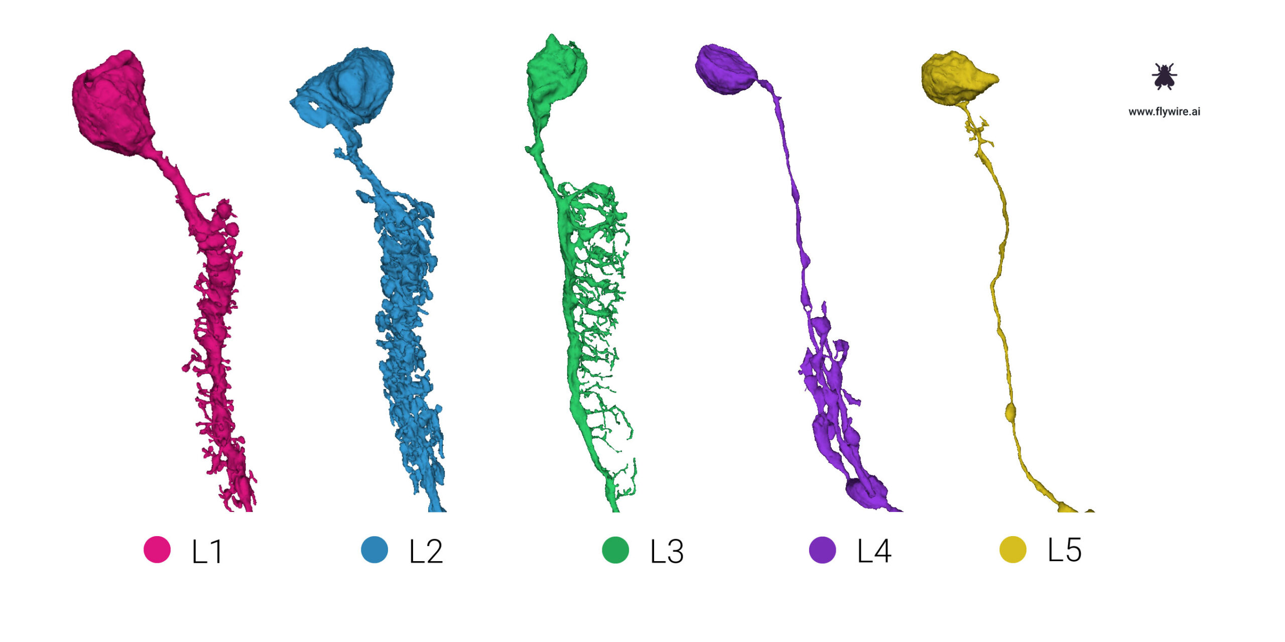 Drosophila laminar monopolar neurons dendritic morphology.