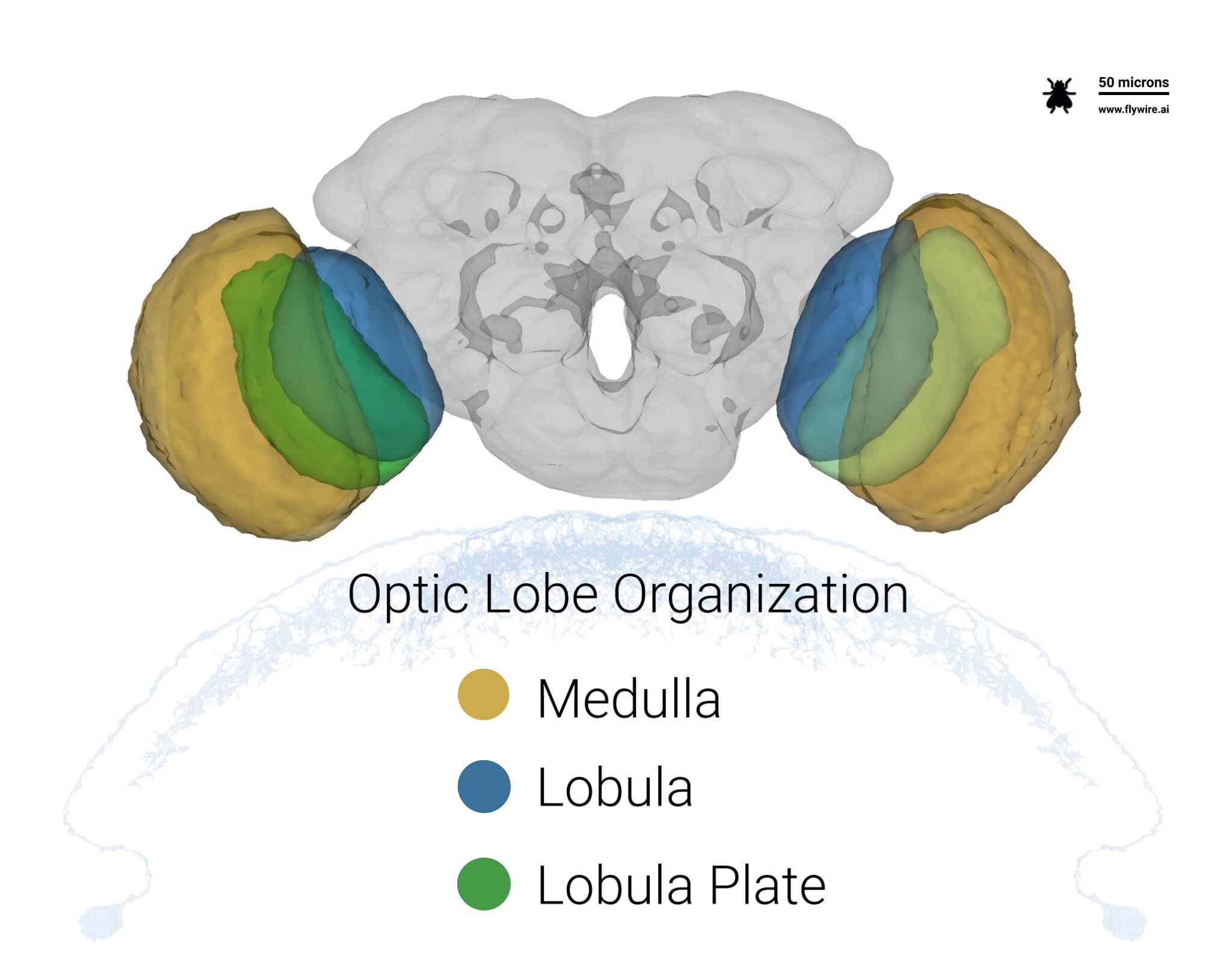 Optic Lobe Cell Catalog FlyWire Blog