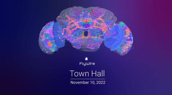 FlyWire Town Hall