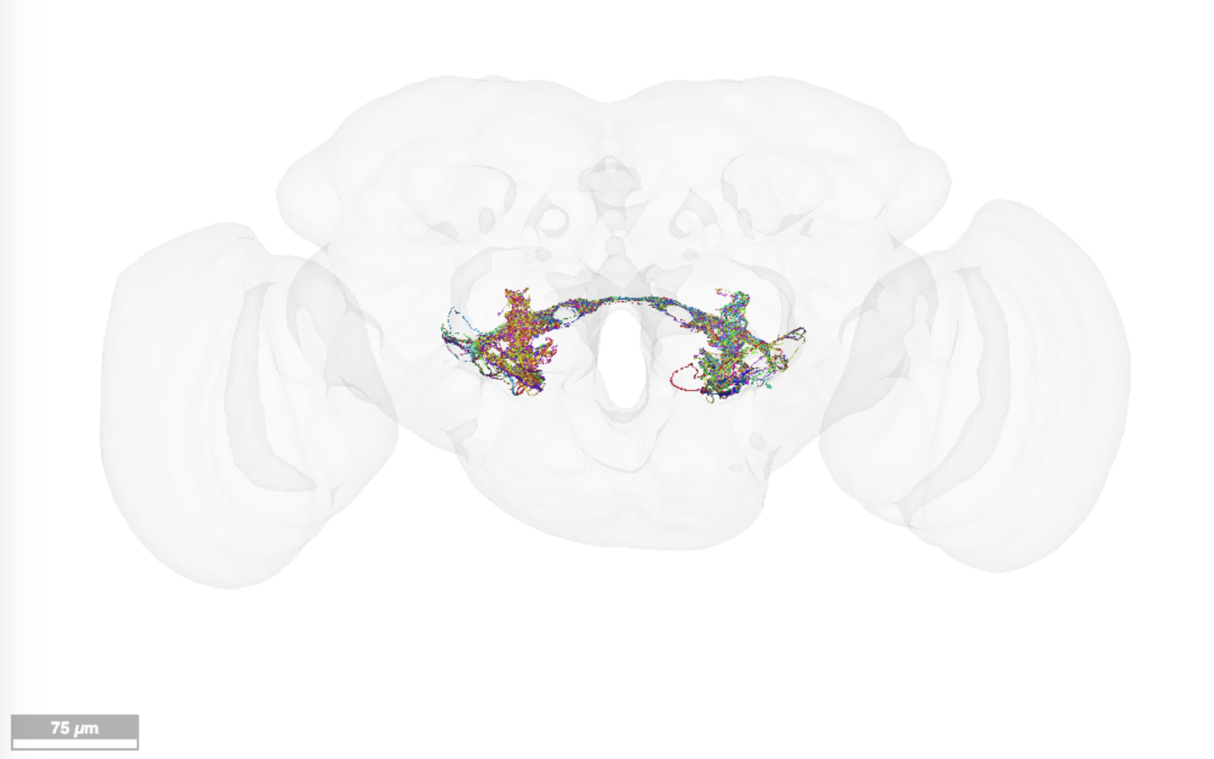 FlyWire white background option with brain mesh shown alongside all hygrosensory neurons.