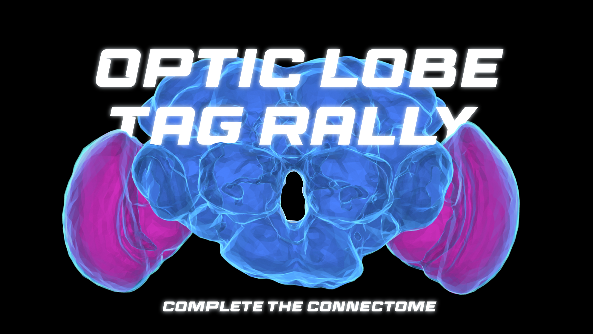 Optic Lobe Tag Rally