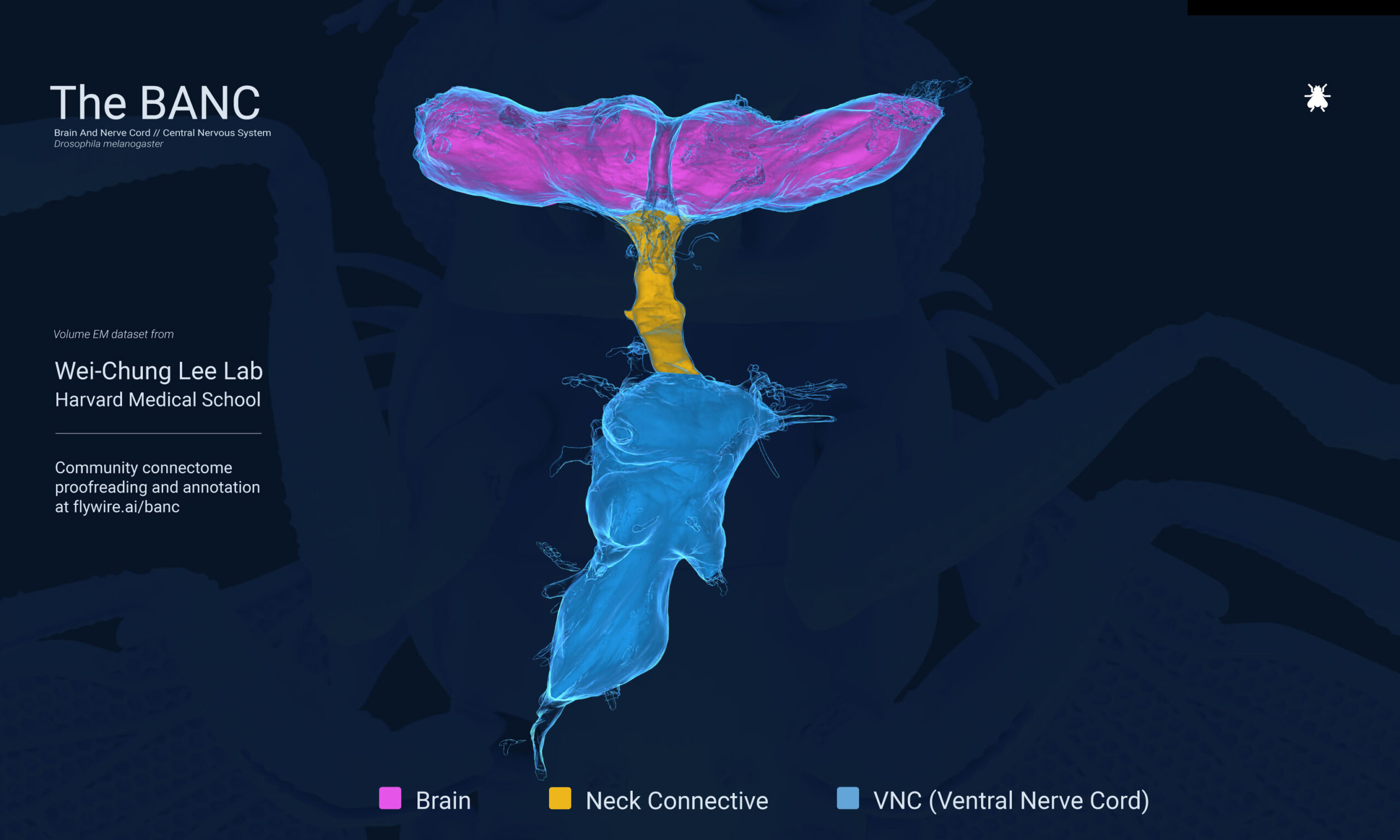 BANC, brain and nerve cord, flywire, fly neuroanatomy, connectome
