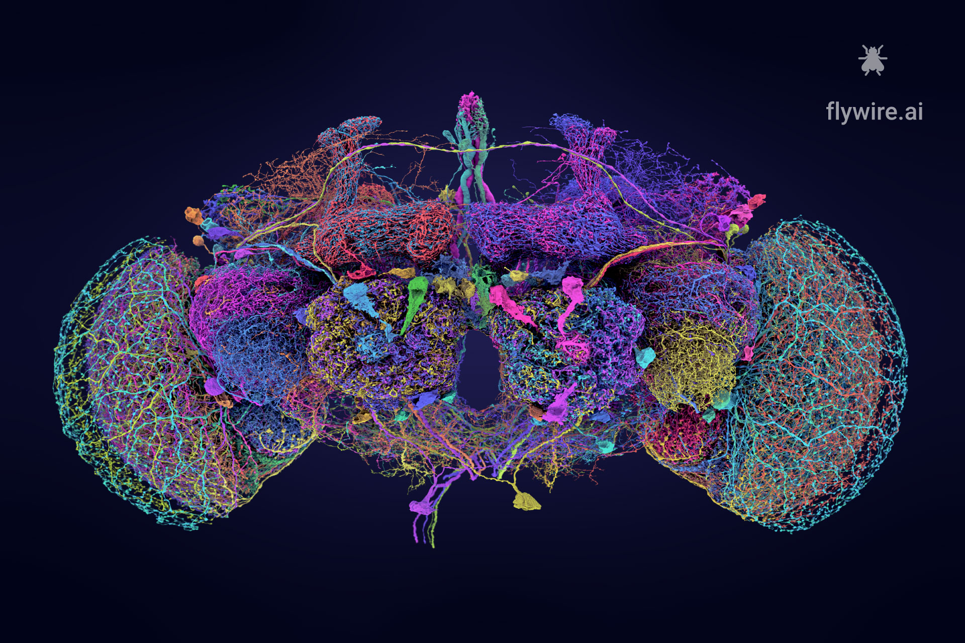 connectome, neuroscience, fly, drosophila