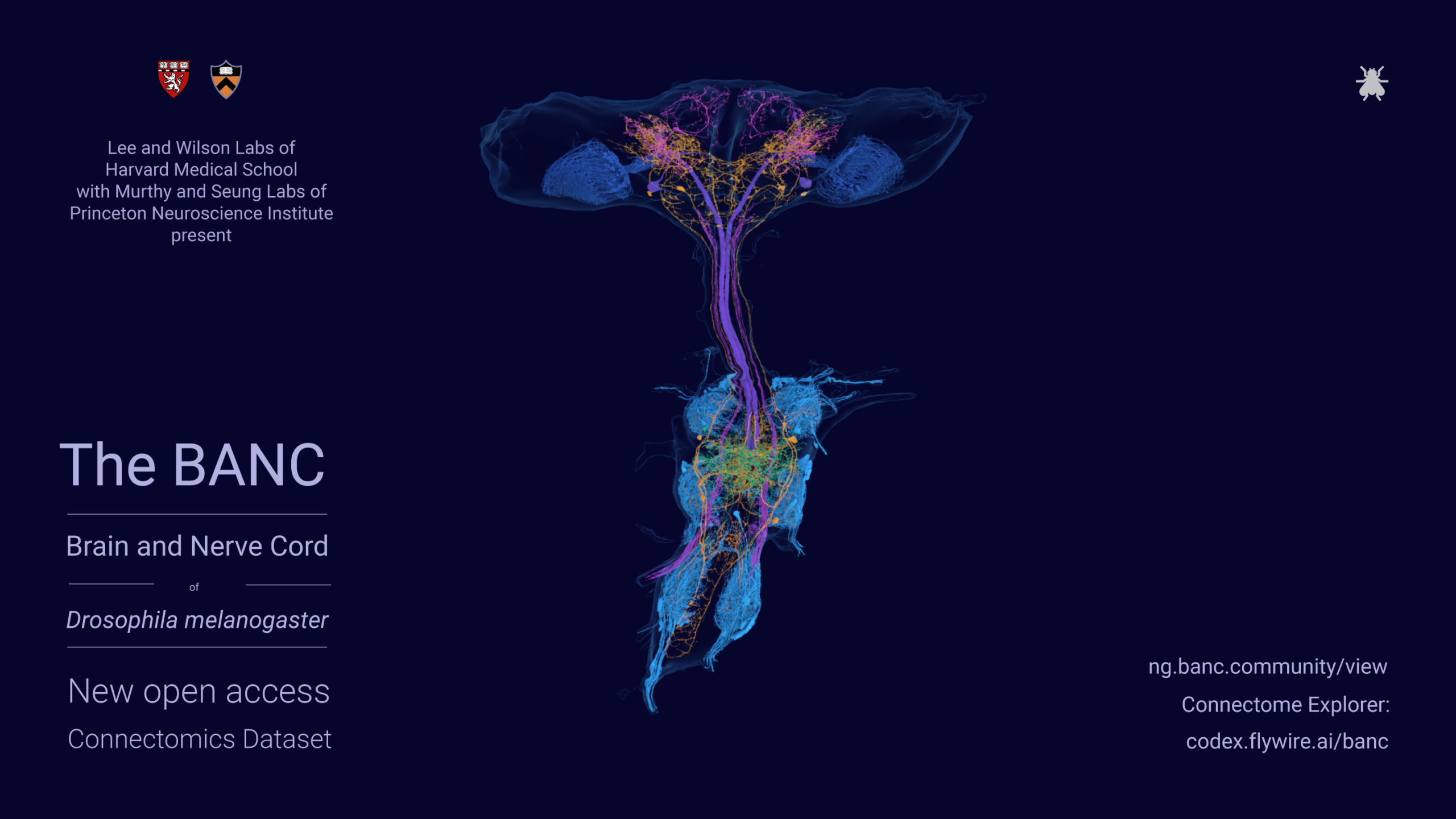 The BANC: Drosophila Brain and Nerve Cord